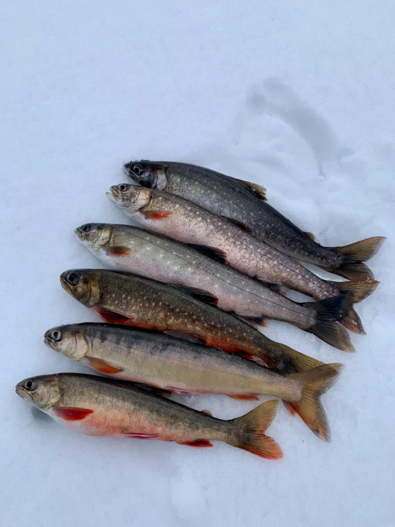 Fiskar i snö